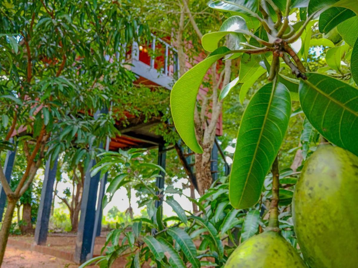 Ceylon Amigos Eco Resort 锡吉里亚 外观 照片